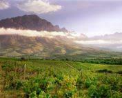 Weinberge im Tulbagh Valley in Südafrika vor einer Bergkulisse