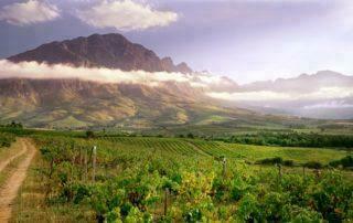 Weinberge im Tulbagh Valley in Südafrika vor einer Bergkulisse