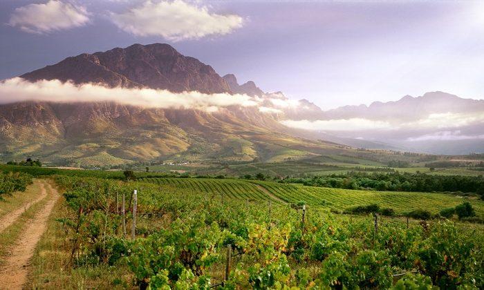 Weinberge im Tulbagh Valley in Südafrika vor einer Bergkulisse