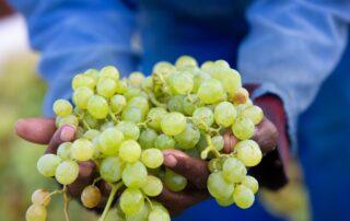 Südafrikas Weinjahrgang 2020 – herausragende Qualität bei geringer Menge