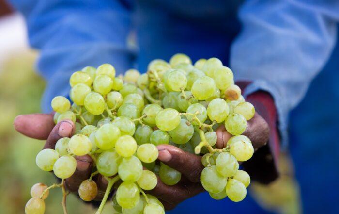 Südafrikas Weinjahrgang 2020 – herausragende Qualität bei geringer Menge