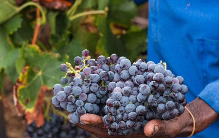 Südafrikas Weinlesereport 2022