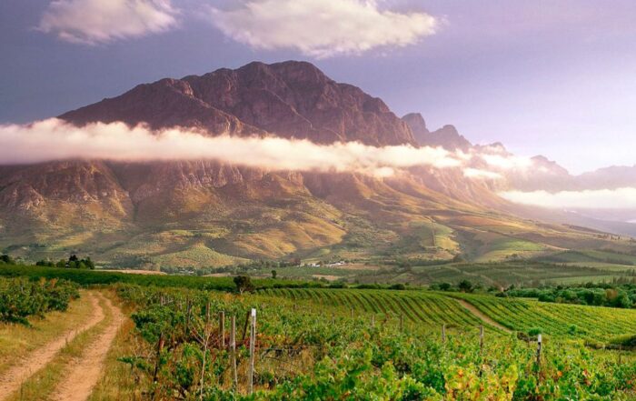 Nachhaltiger Weinanbau am Kap: Malerische Weinberge vor der Kulisse des imposanten Bergmassivs.