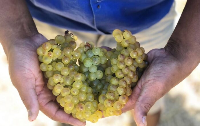 Zwei Hände halten frische helle Weintrauben direkt nach der Lese im Weinberg