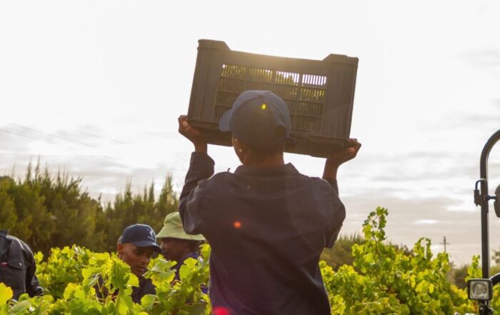 „Weinlese in Südafrika 2025: Frische Trauben bei Sonnenaufgang“