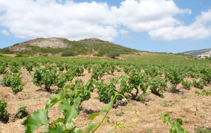Weinanbau: Buschreben in der hügeligen Landschaft der Region Swartland