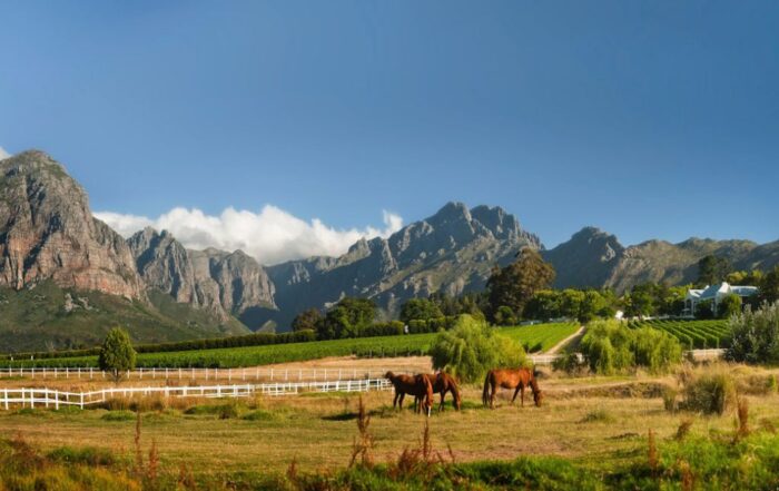 Weinberge vor Bergkulisse in Stellenbosch – ein typisches Bild für den Weintourismus in Südafrika 2025