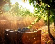 Weinlese während der südafrikanischen Weinernte 2026 am Kap