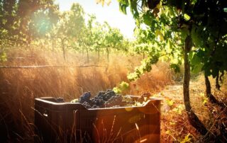 Weinlese während der südafrikanischen Weinernte 2026 am Kap