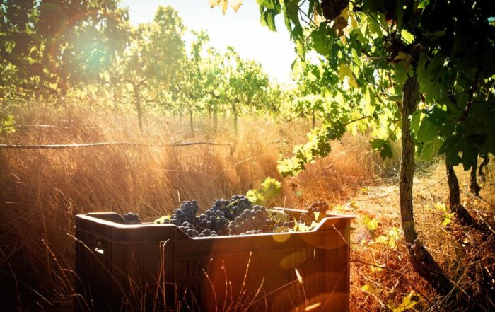 Weinlese während der südafrikanischen Weinernte 2026 am Kap