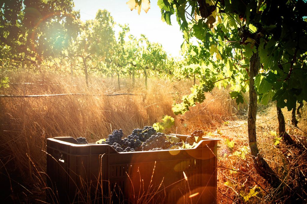 Weinlese während der südafrikanischen Weinernte 2026 am Kap