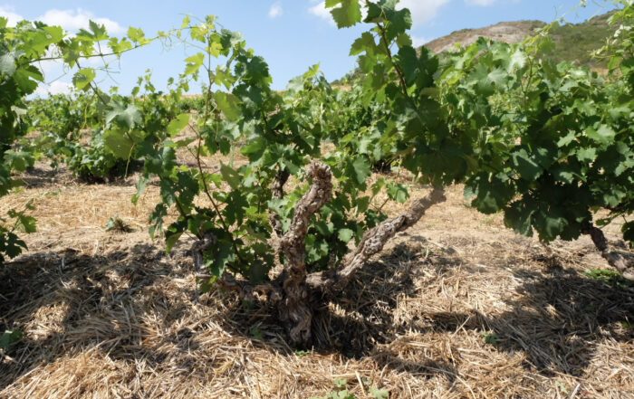 Knorrige Buschrebe in einem südafrikanischen Old-Vine-Weinberg.