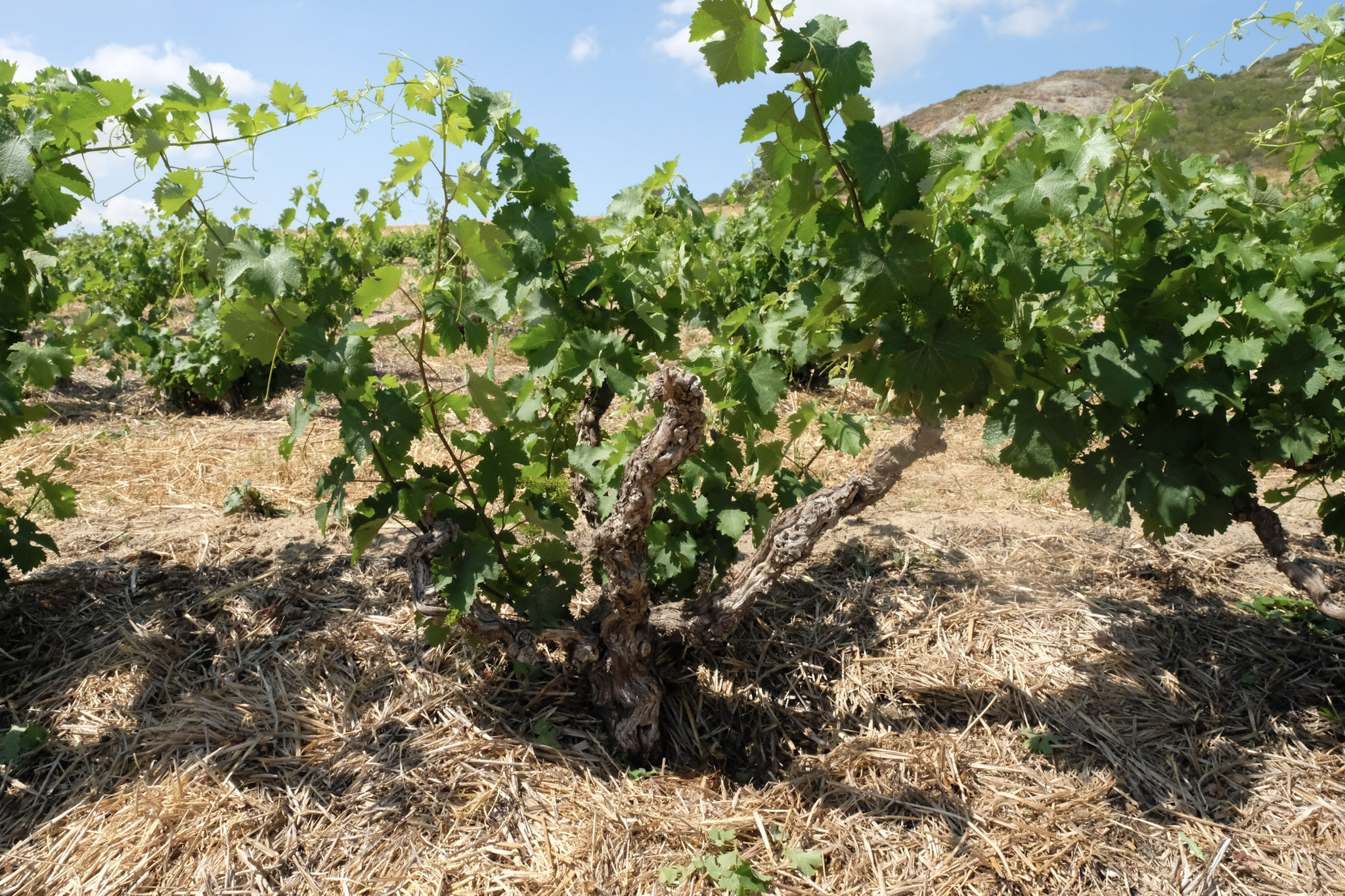 Knorrige Buschrebe in einem südafrikanischen Old-Vine-Weinberg.