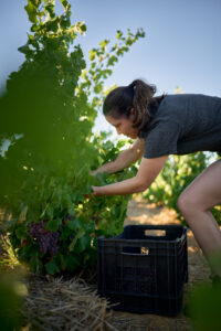 Andrea Mullineux bei der Lese von Sémillon Gris auf Roundstone Estate im Swartland