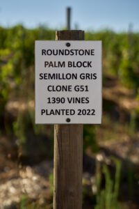Roundstone Palm Block – zertifizierter Sémillon-Gris-Mutterblock im Swartland