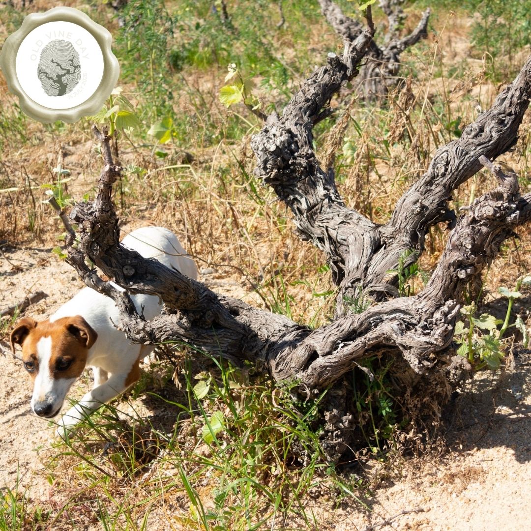Südafrikas Geschichte im Glas: Die Faszination „Old Vines“ ... Happy Old Vine Day! Wer auf…