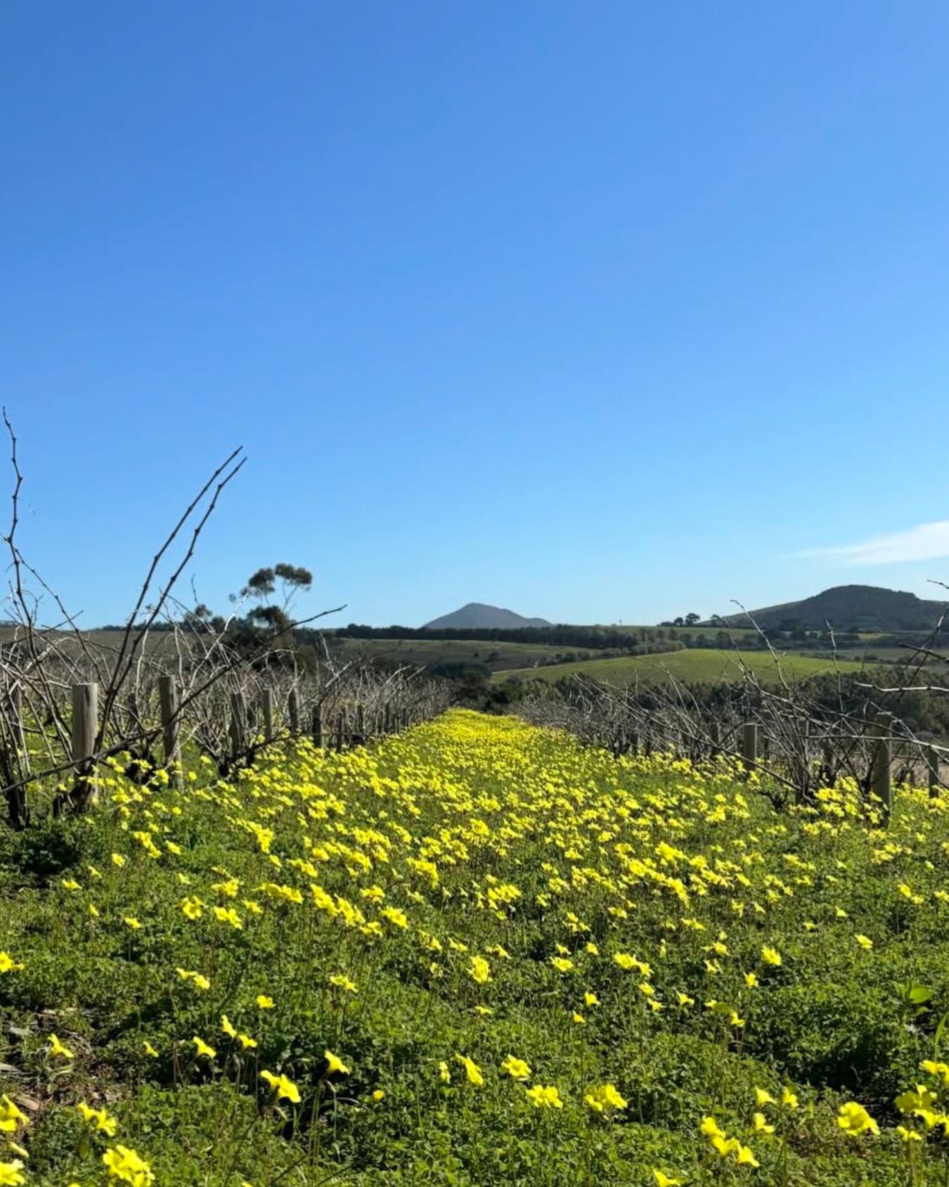 In den Wintermonaten erblühen die Weinberge am Kap Zwischen den Rebzeilen am Kap blüht es…
