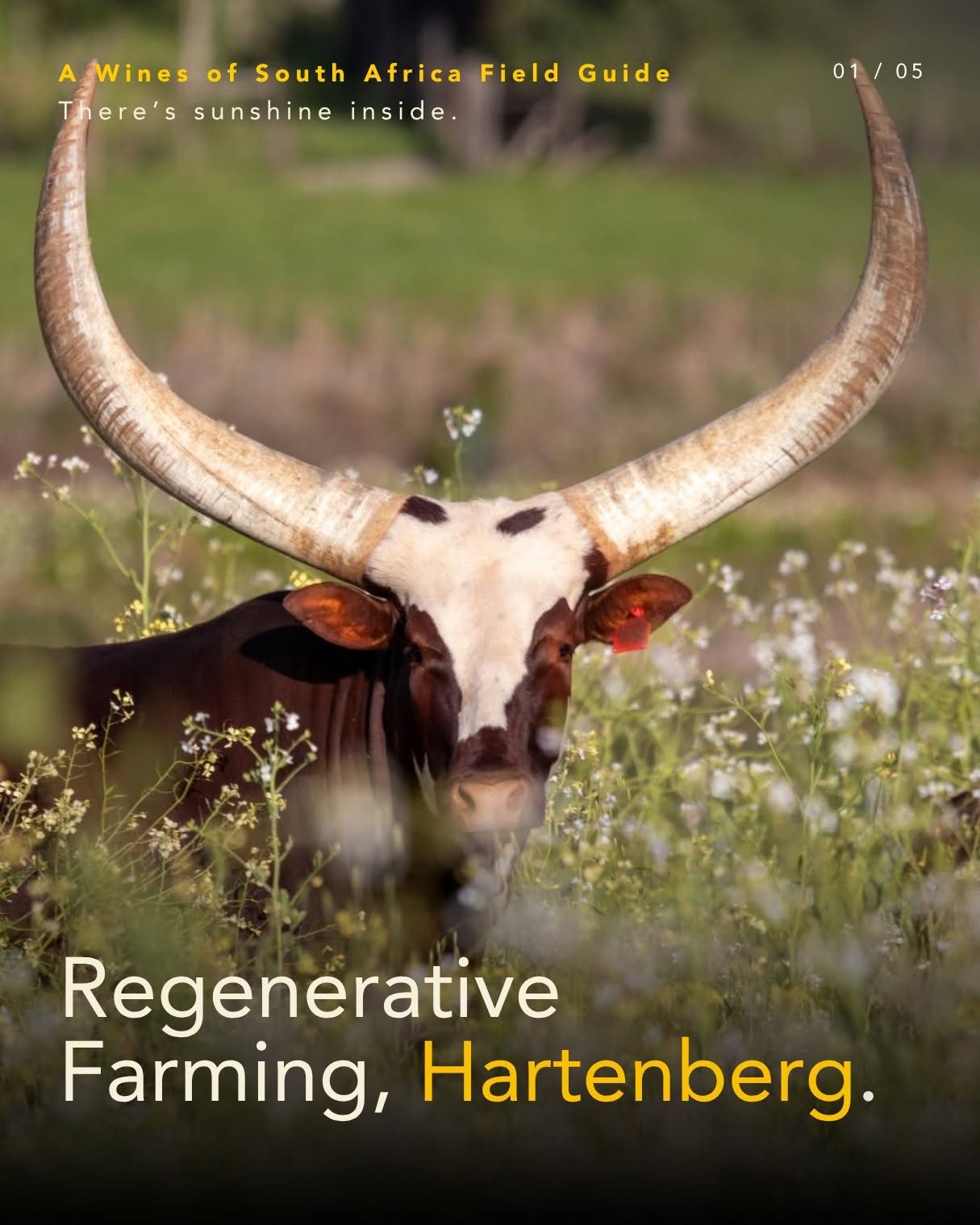 Pionierarbeit in Stellenbosch: Regenerativer Weinbau bei Hartenberg Estate Seit den frühen 2000er-Jahren verzichtet Hartenberg Estate…